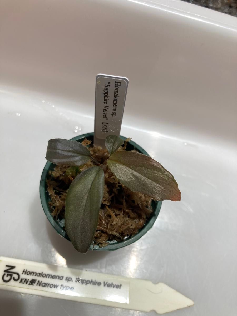 Homalomena sp. Sapphire Velvet KN便　No.1 ナロータイプ