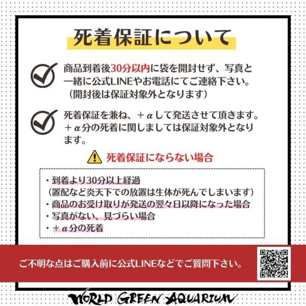 送料無料★業務用20匹【幹之フルボディ】【WGA】めだか 餌用 目高 生体 みゆき みゆきふるぼでぃ 鉄仮面 紅帝 ミックスメダカ と同梱可能_画像6