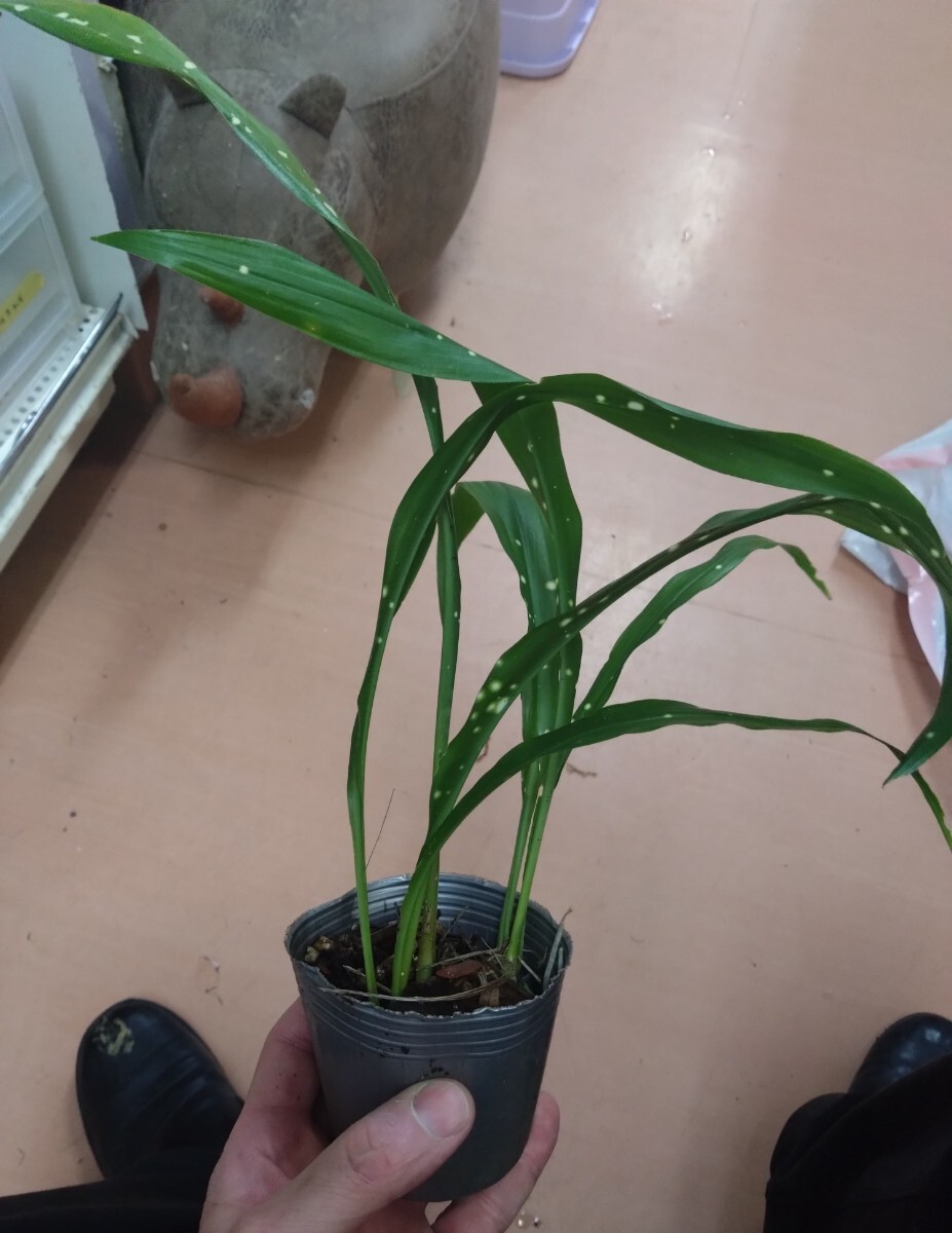 熱帯性ハラン Aspidistra yingjiangensis 雲南省原産 シンガポールスリング 星斑入り 耐寒耐暑 屋外栽培 送料別 シェードガーデン の画像4