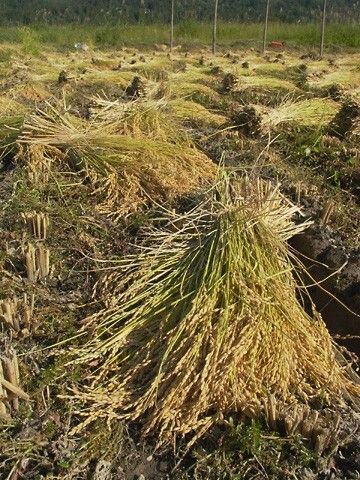 無農薬　太陽をいっぱい浴びた稲わら　藁　家庭菜園　お正月しめ縄　メダカ越冬　ペットの敷きワラ　肥料　園芸　保温防寒効果　新米 納豆