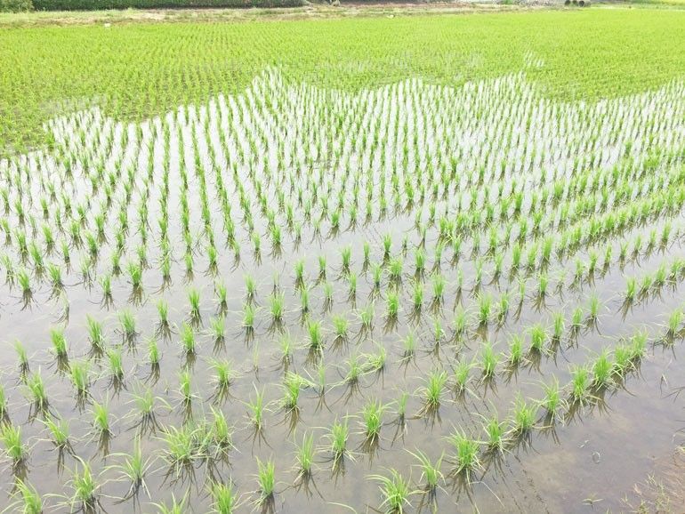 無農薬　太陽をいっぱい浴びた稲わら　藁　家庭菜園　お正月しめ縄　メダカ越冬　ペットの敷きワラ　肥料　園芸　保温防寒効果　新米 納豆