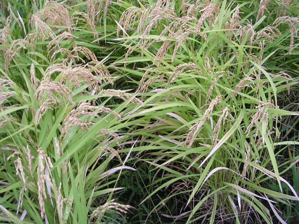 陸稲もち・種もみ⑤ 0.8kg 炭素循環農法・安心の無農薬／無肥料栽培の画像4