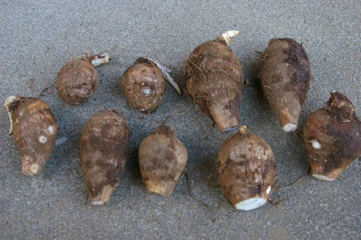 八頭（丸型）の子芋・種芋 2㎏ 炭素循環農法・安心の無農薬／無肥料栽培の画像2