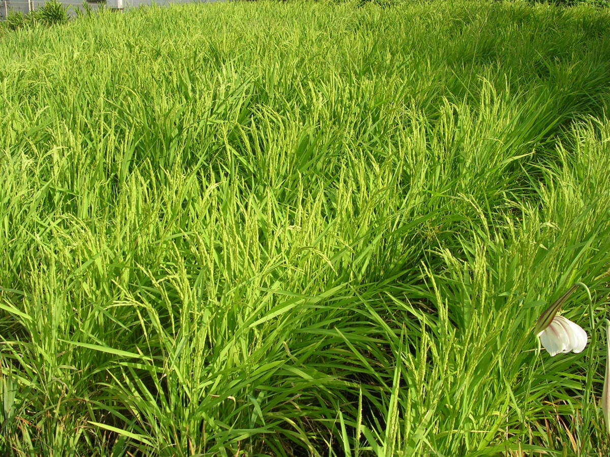 陸稲もち・種もみ③ 0.8kg 炭素循環農法・安心の無農薬／無肥料栽培の画像3