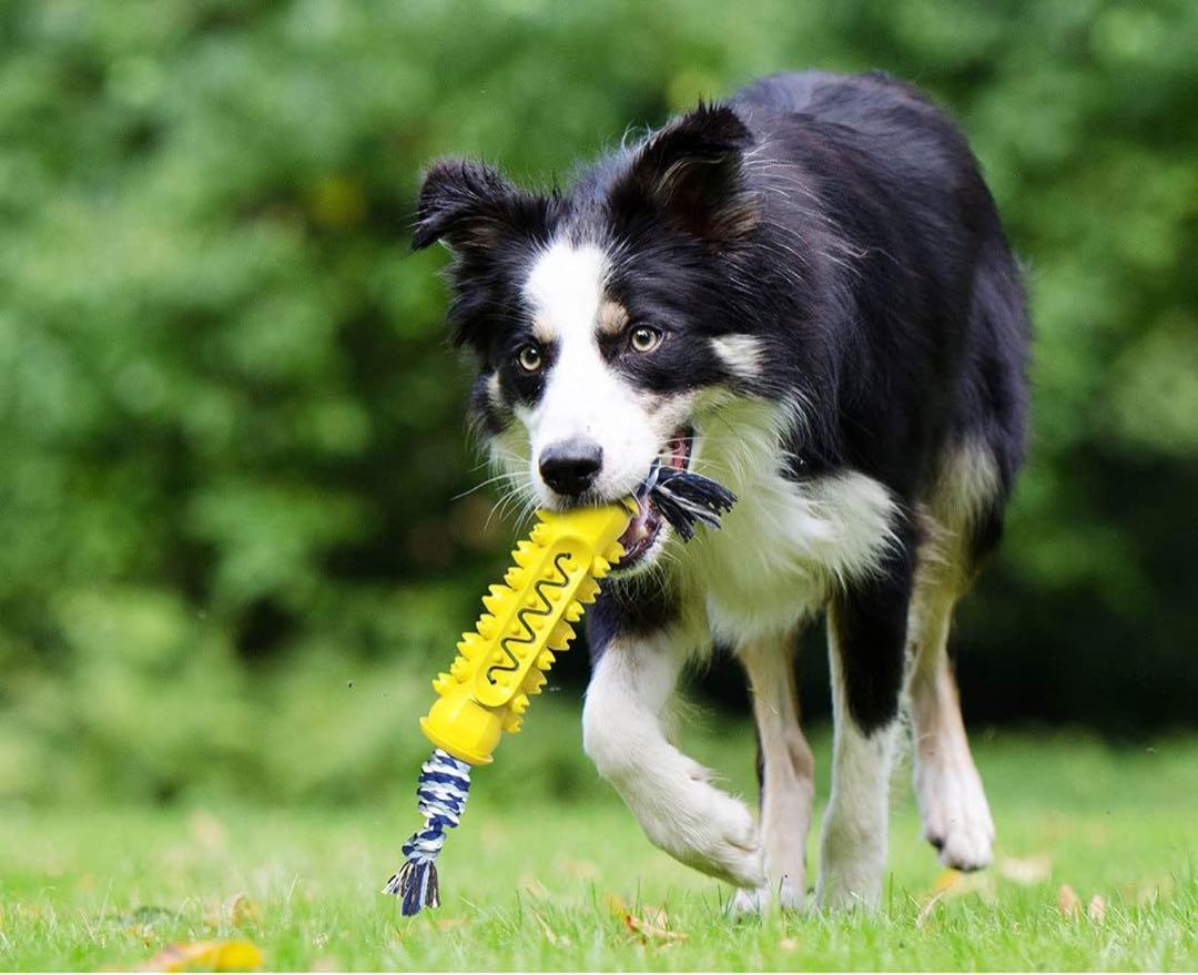 犬 噛むおもちゃ イエロー 歯ブラシ 犬用 おもちゃ 歯磨き ストレス解消_画像6