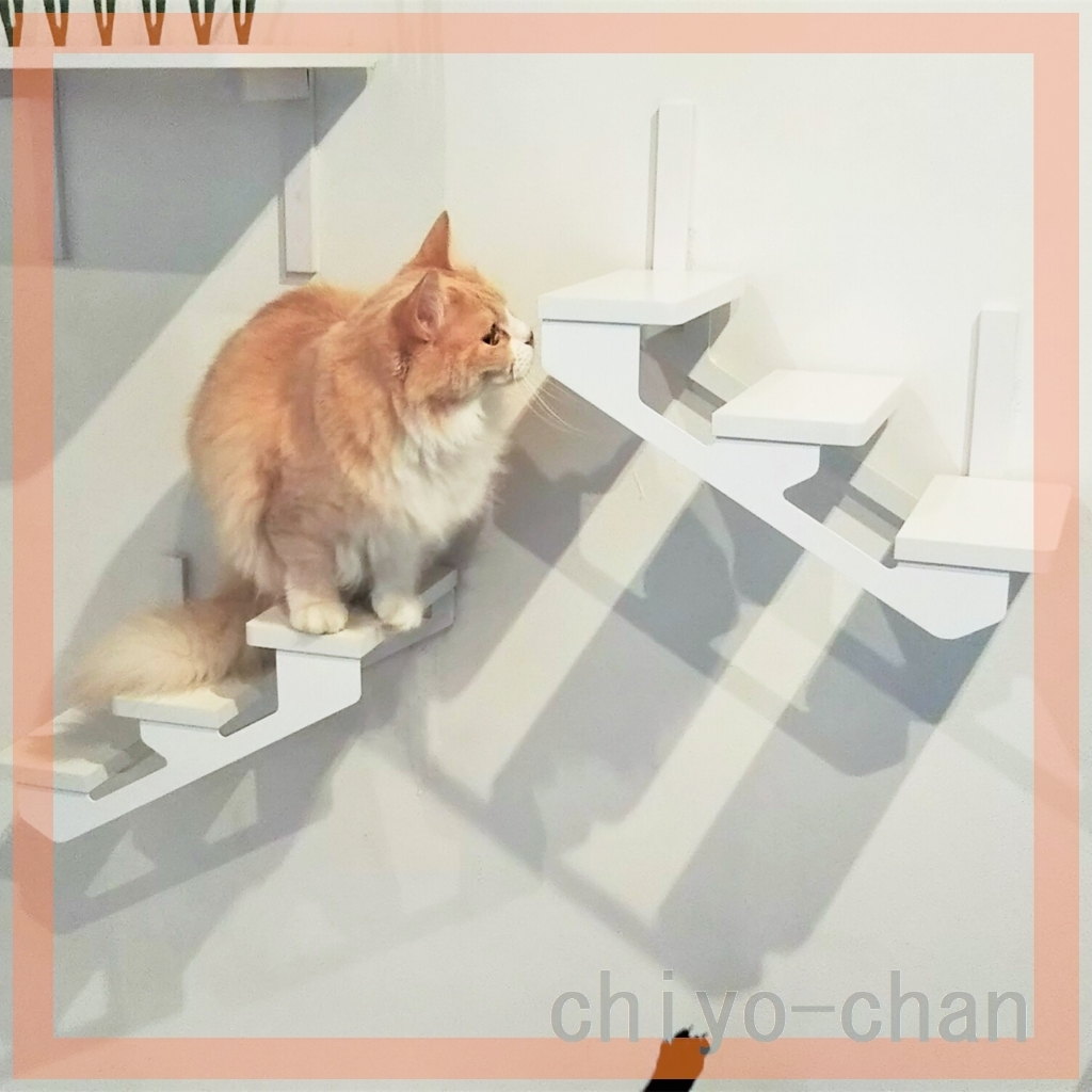 animakore кошка load плюс камень . панель стена . устанавливать кошка лестница левый израсходованный 13-761307002