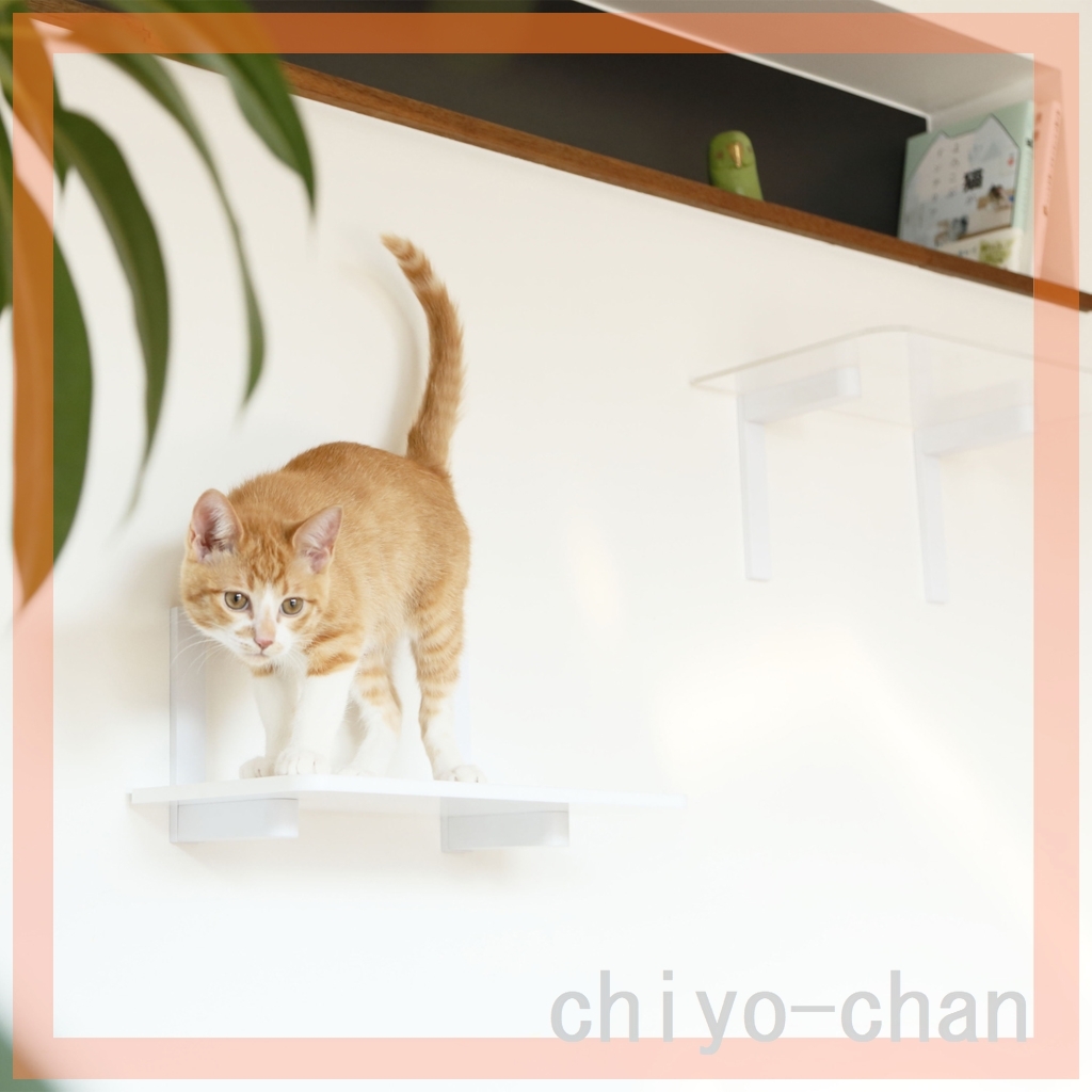 animakore кошка load плюс камень . панель стена . устанавливать широкая ступень 3 листов комплект белый & прозрачный 13-761300002