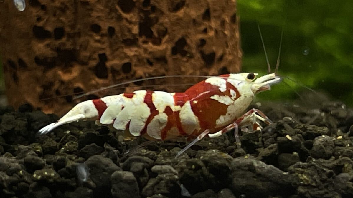 春の繁殖セット red tiger bee shrimp 2ペア ♂2♀2計4匹の画像4