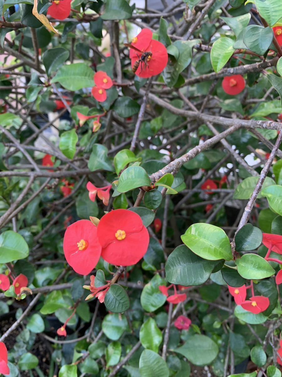 ハナキリン　赤い花　可憐　幼苗　約10cm高2本_画像2