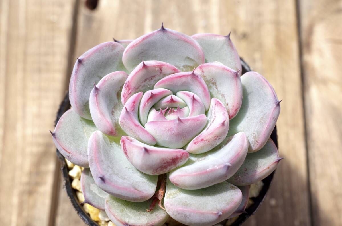 【極上品】エケベリア ミックスベリア ブルーベリームーン Echeveria 'Blueberry moon' 多肉植物 おらいさん 自家繁殖苗 _画像1