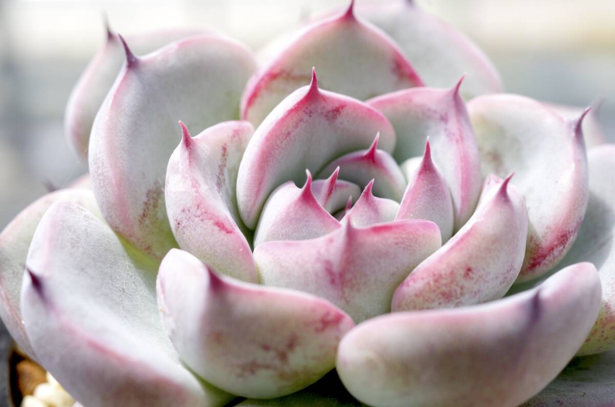 【極上品】エケベリア ミックスベリア ブルーベリームーン Echeveria 'Blueberry moon' 多肉植物 おらいさん 自家繁殖苗 _画像2