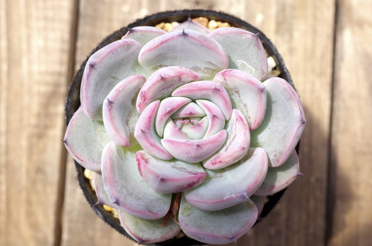 【極上品】エケベリア ミックスベリア ブルーベリームーン Echeveria 'Blueberry moon' 多肉植物 おらいさん 自家繁殖苗 _画像3