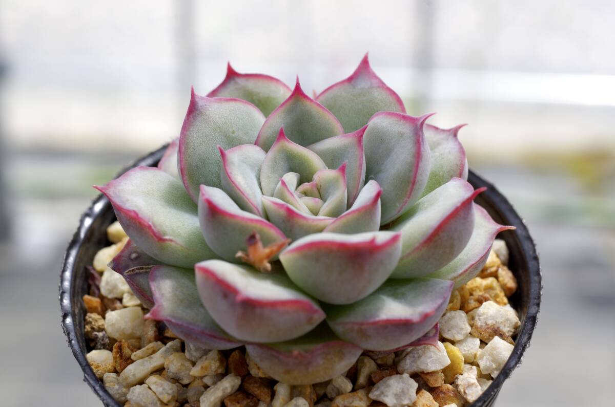 【美種】エケベリア プリドニス ベラクルス Echeveria pulidonis, Veracruz 自家繁殖苗 多肉植物 _画像6