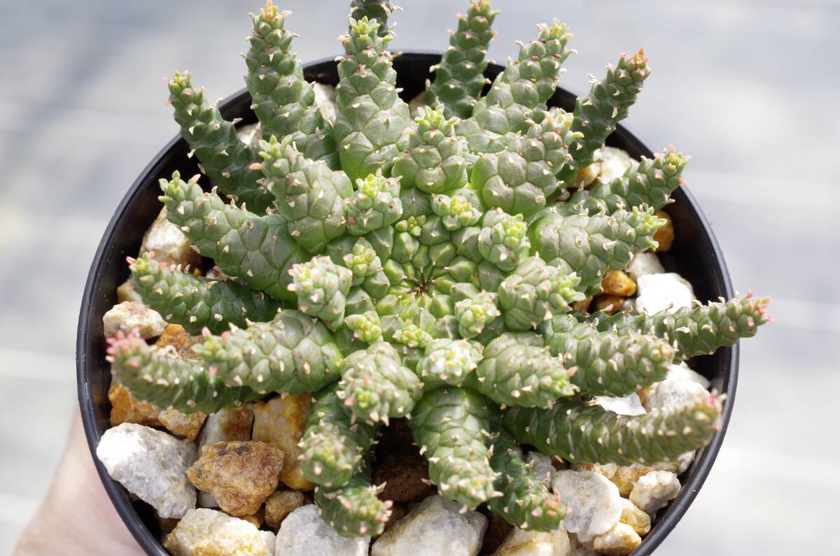 【2022年実生、特選株】ユーフォルビア ゴルゴニス 金輪際 3寸鉢 Euphorbia gorgonis 有望株 自家採取の種子から 開花球_画像5