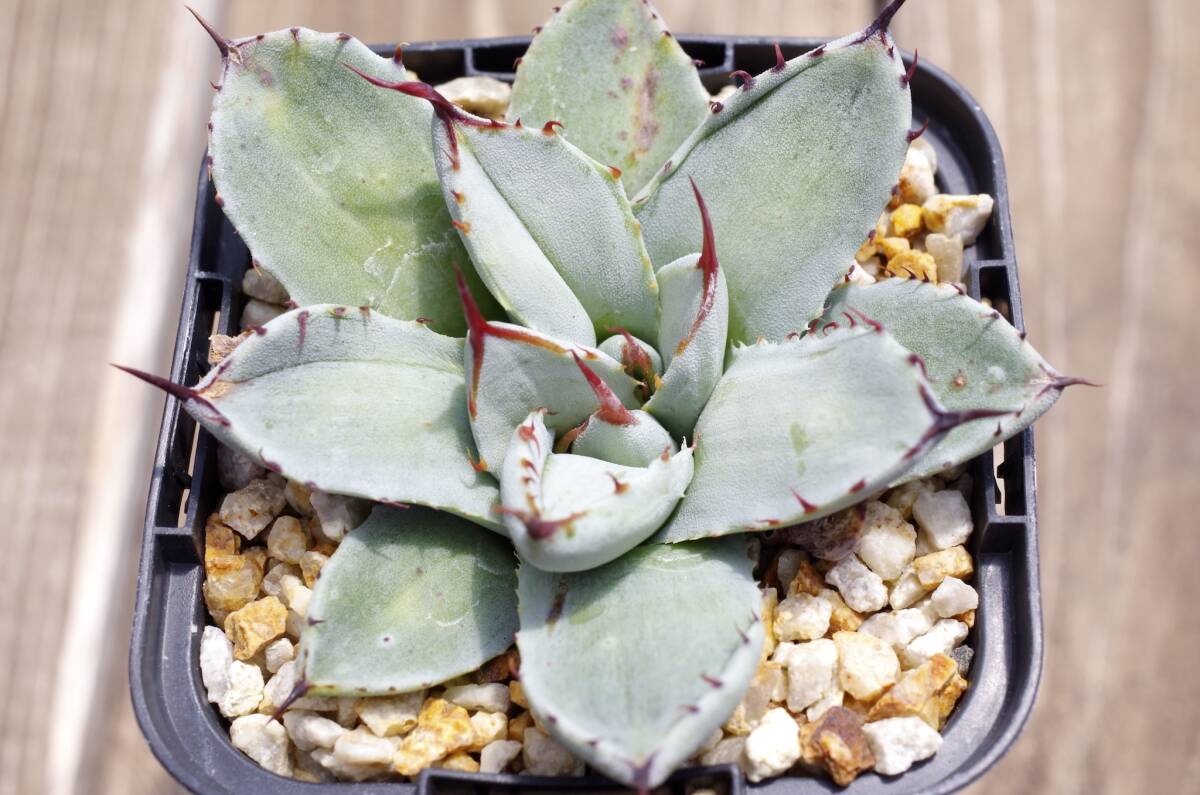 【レア種】アガベ パリー トランカータ 'ベッドオブネイルズ' Agave parryi var. truncata 'Bed of Nails' 自家繁殖苗 ※宅急便のみ_画像5