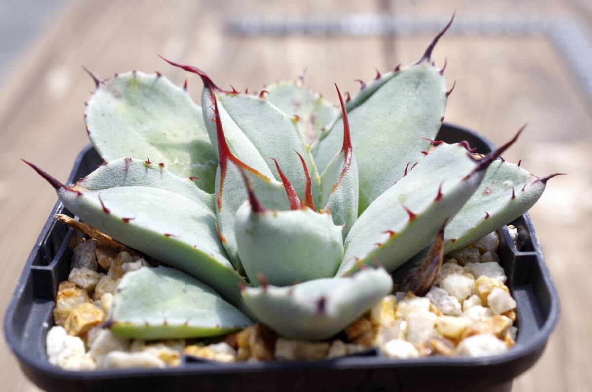 【レア種】アガベ パリー トランカータ 'ベッドオブネイルズ' Agave parryi var. truncata 'Bed of Nails' 自家繁殖苗 ※宅急便のみ_画像2