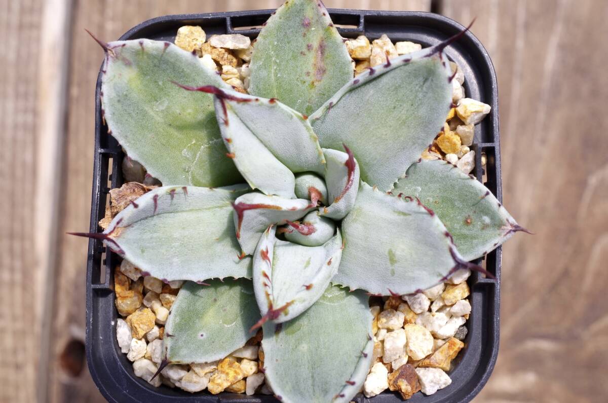 【レア種】アガベ パリー トランカータ 'ベッドオブネイルズ' Agave parryi var. truncata 'Bed of Nails' 自家繁殖苗 ※宅急便のみ_画像1