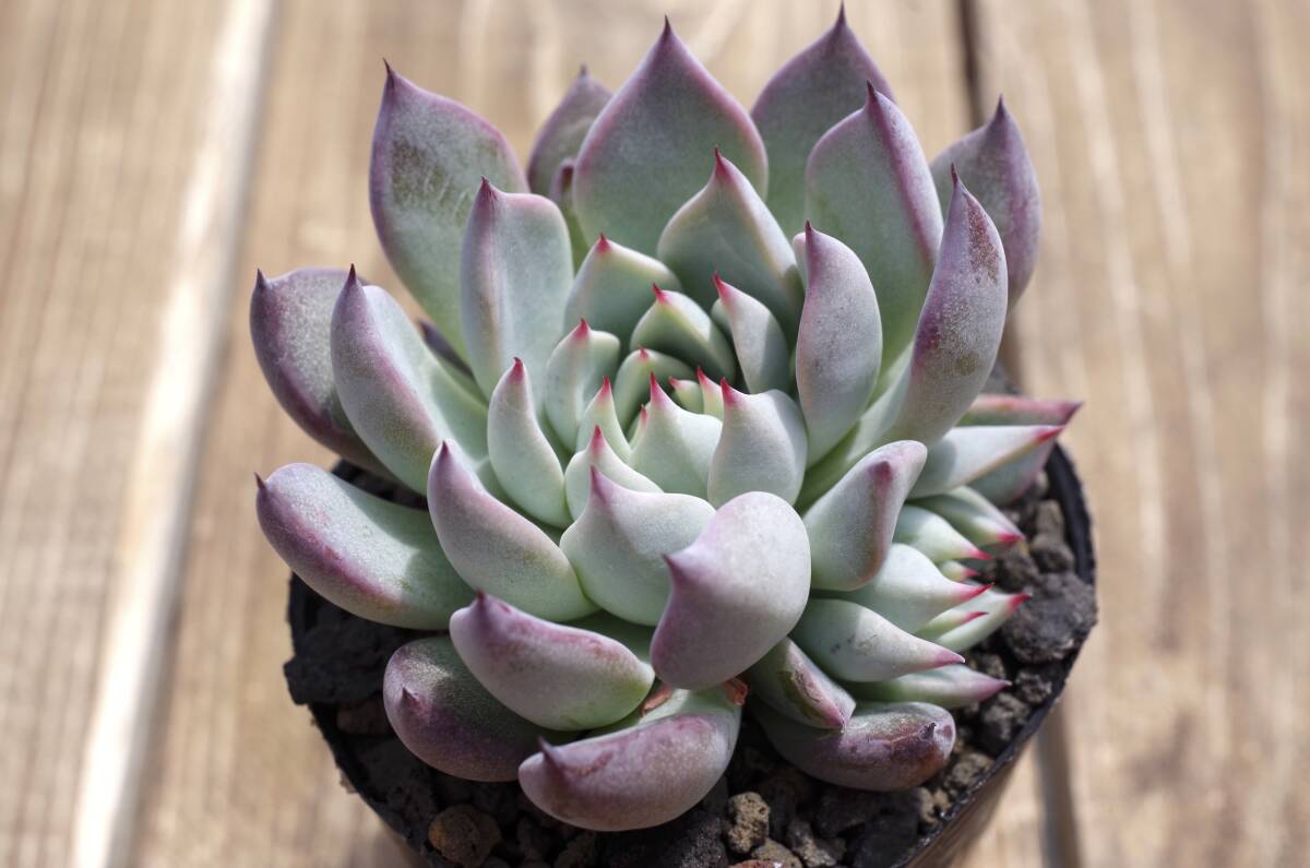 【極上品】エケベリア ミックスベリア 青鬼 Echeveria 'Ao-oni' 多肉植物 おらいさん 自家繁殖苗 ※宅急便のみ_画像1