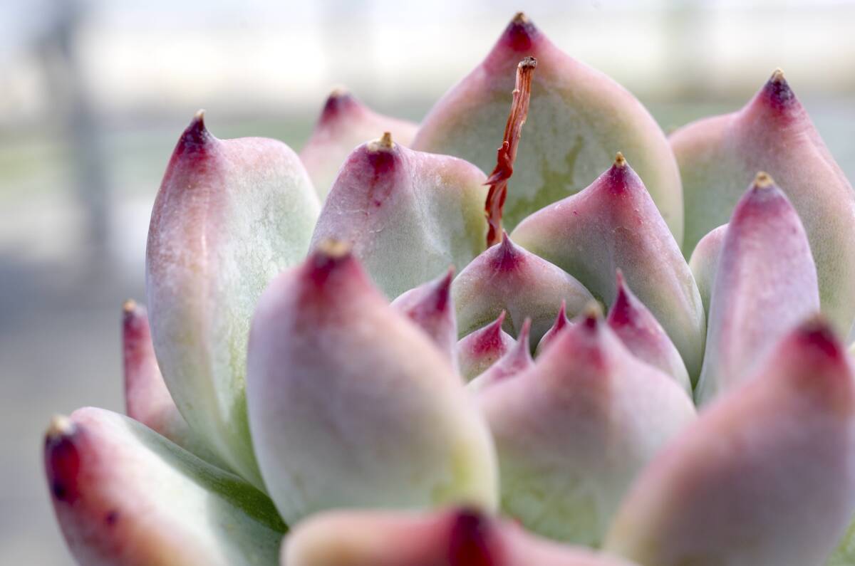 【人気種】エケベリア コロラータ Echeveria colorata 多肉植物_画像6