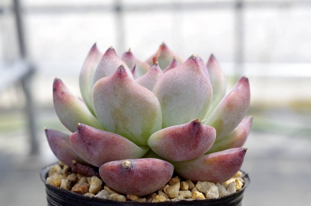 【人気種】エケベリア コロラータ Echeveria colorata 多肉植物_画像3