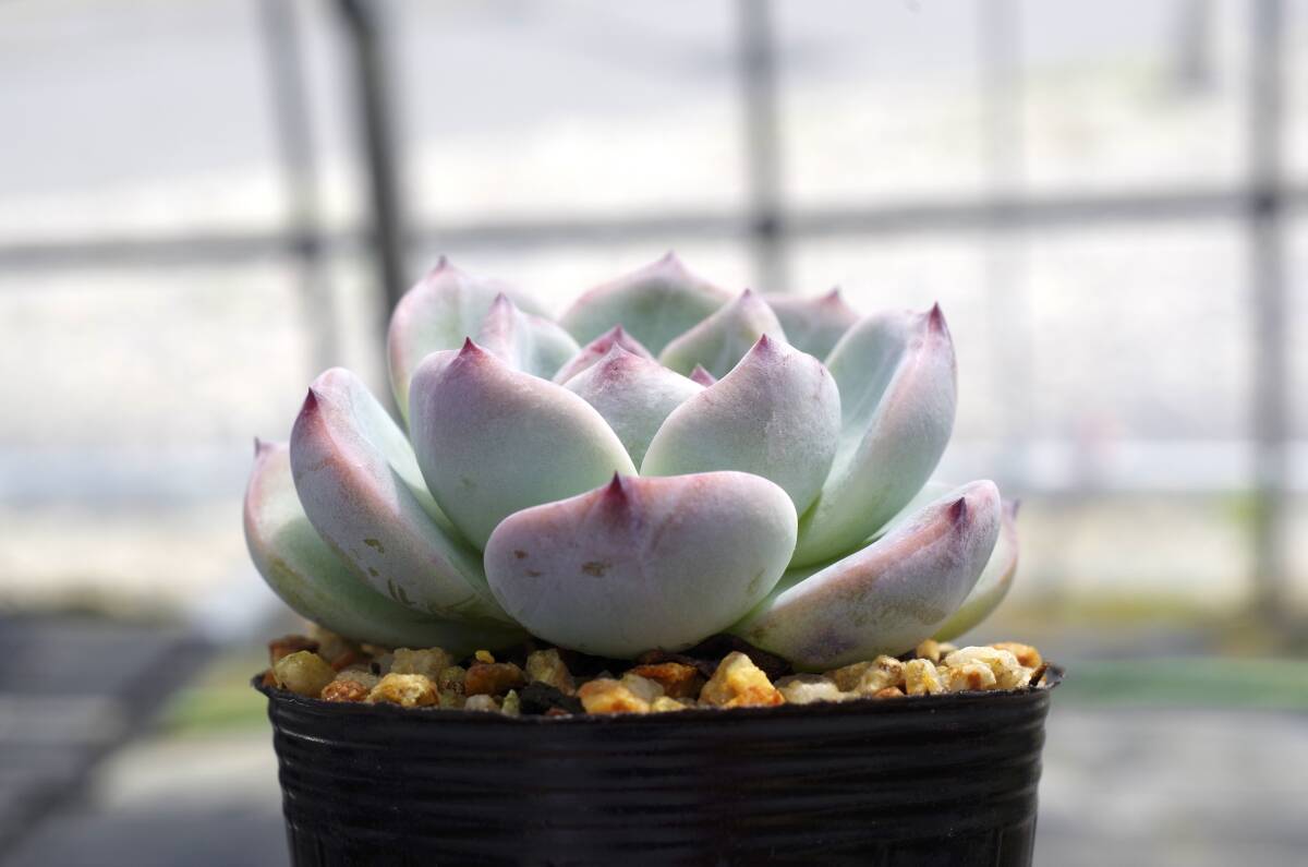 【極上品】エケベリア ミックスベリア ももりん Echeveria 'Momolin' 多肉植物 おらいさん 自家繁殖苗_画像4