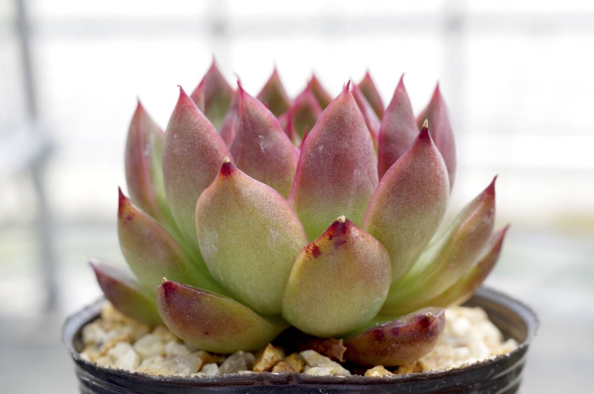 【美種】エケベリア レッドアガボイデス Echeveria 'Red Agavoides' 多肉植物 自家繁殖苗 _画像4