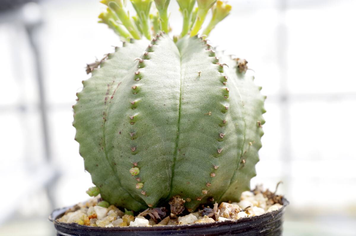 【人気種】ユーフォルビア オベサ梵天 Euphorbia ’obesa Bonten' obesa hyb 自家繁殖苗 多肉植物_画像2