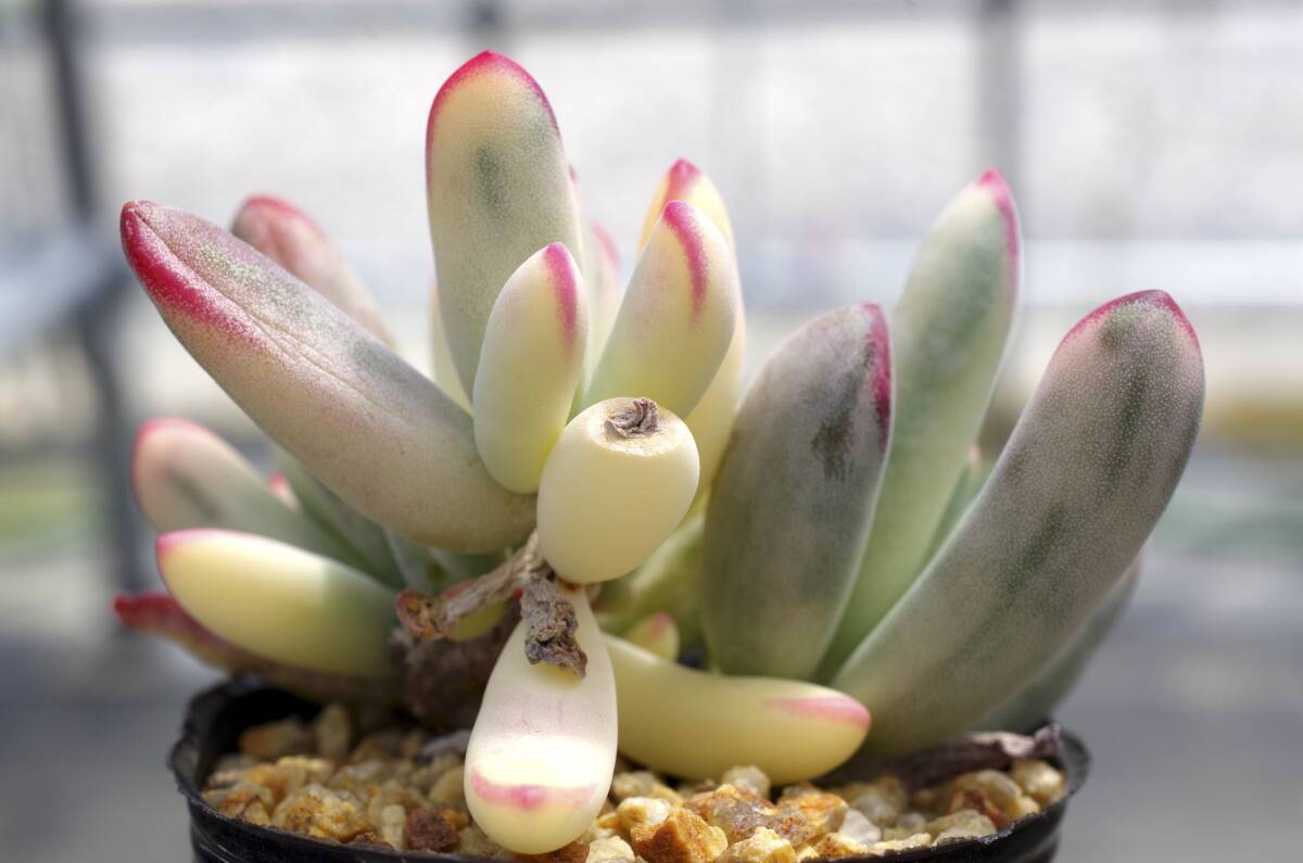 【レア種】コチレドン 福娘錦 モダンガール Cotyledon orbiculata 'Oophylla' f.variegata 多肉植物 自家繁殖苗_画像3