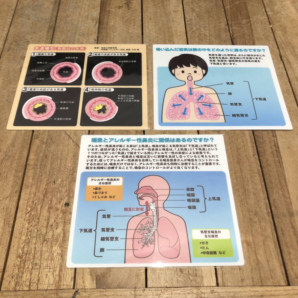 ＊シングレア アズマネックス 気道模型 未使用有 気管 肺 気管支 細気管支 上気道 下気道 呼吸器 病院 医療 標本 実験 人体模型 箱付き_画像5