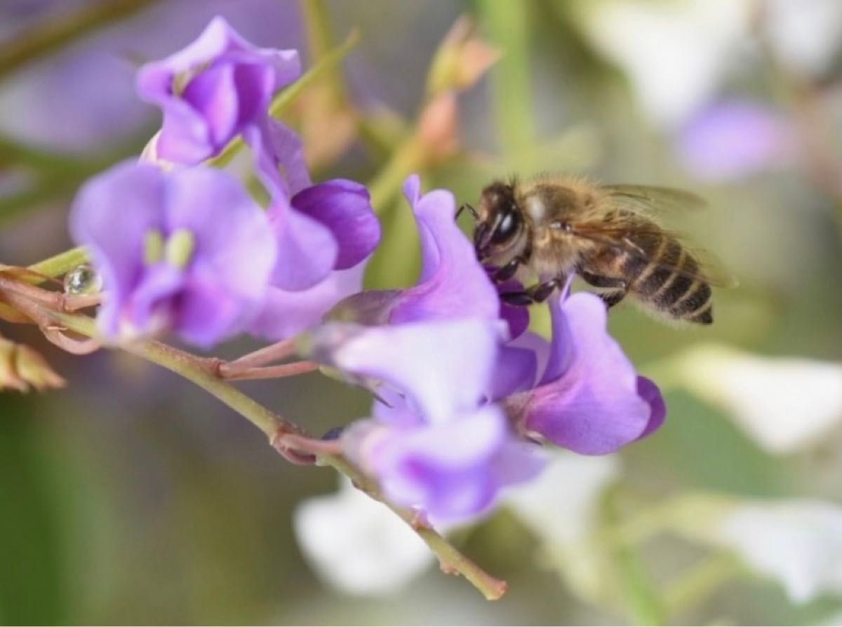 日本みつばちの蜂蜜　「幻の百花蜜」380g 1本　越冬熟成濃厚蜜　垂れ蜜濾過採取法　非加熱.無添加