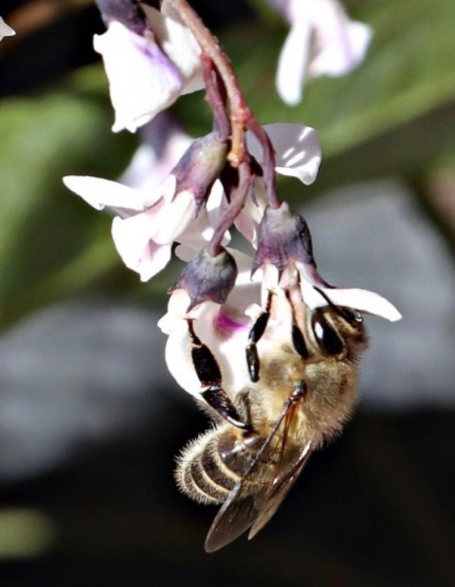 日本みつばちの蜂蜜　「幻の百花蜜」135g 1本　越冬熟成濃厚蜜　垂れ蜜濾過採取法　100%純粋蜜