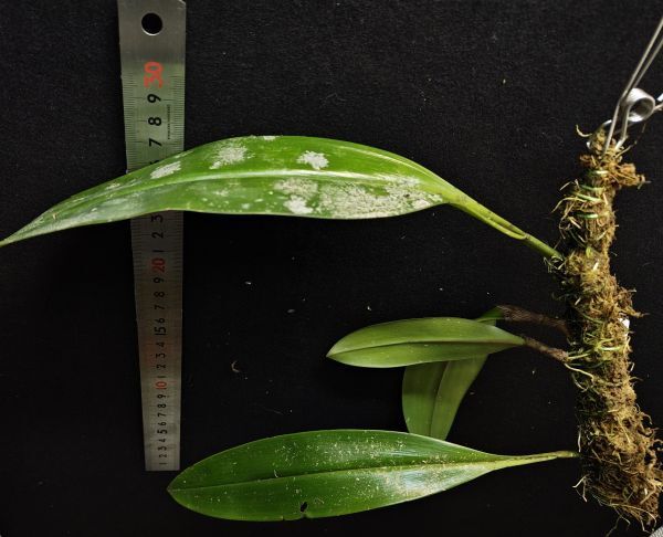 Bulbophyllum kubahense Kalimantan5 原種洋蘭 野生ラン 第四種郵便速達可_画像2