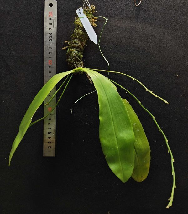 Phalaenopsis corningiana 4 希少な現地由来個体 原種洋蘭 野生ラン 第四種郵便速達可の画像3
