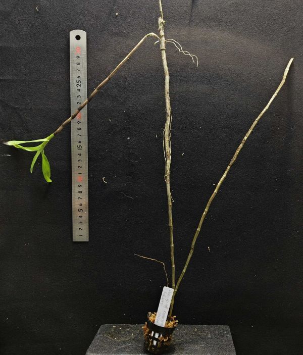 Dendrobium sp. aff. roseosparsum 5 原種洋蘭 野生ラン 第四種郵便速達可の画像2