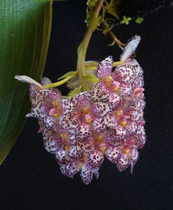 Bulbophyllum kubahense Kalimantan5 原種洋蘭 野生ラン 第四種郵便速達可_画像1