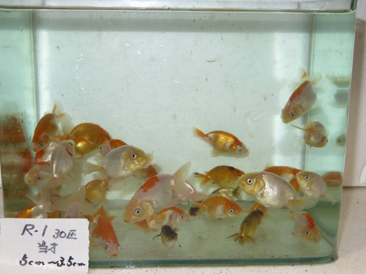 * golgfish north Kanto . Takumi work R1-1 this year fish 30 pcs 5.0-3.0cm rom and rear (before and after) 