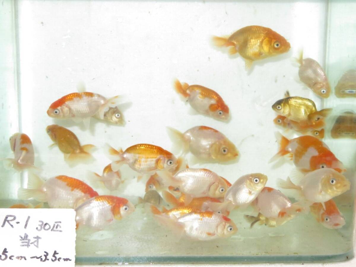 * golgfish north Kanto . Takumi work R1-1 this year fish 30 pcs 5.0-3.0cm rom and rear (before and after) 