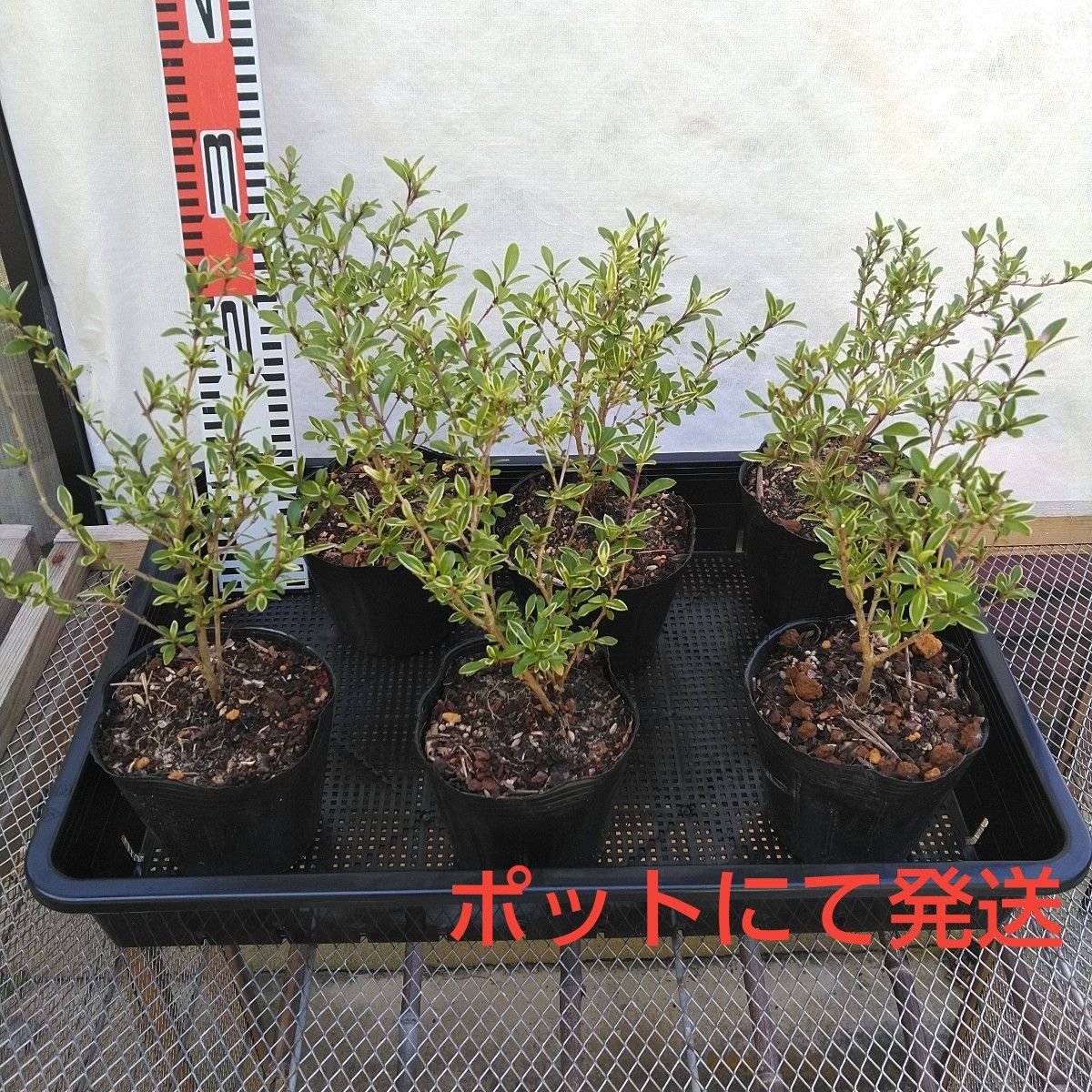 白丁花苗木　12cmポッド　６個