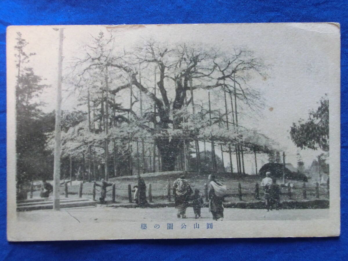 戦前 絵葉書 円山公園の桜 圓山公園 京都府京都市東山区 古写真 絵 風景 景色 歴史資料_画像1