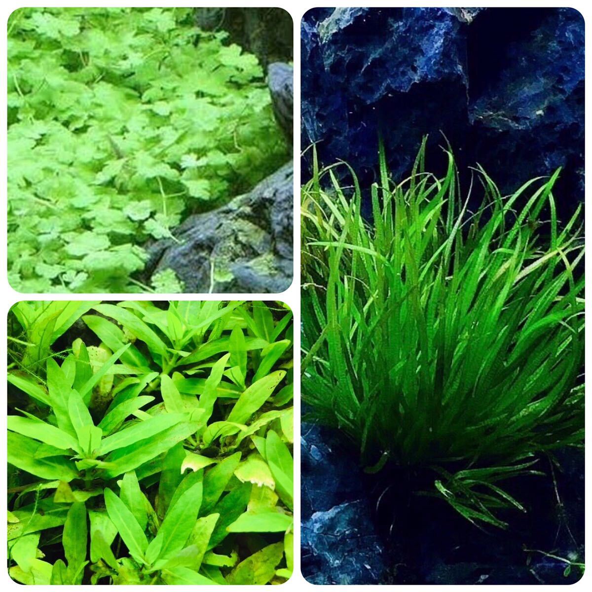  water plants set front . underwater leaf less pesticide less . insect 