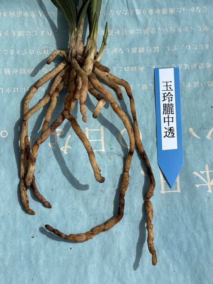 日本春蘭 中国春蘭 荷瓣 【玉玲瓏中透芸】チャボ 2本立 新芽2個付き 葉長約18cm【春蘭、寒蘭、長生蘭、万年青、中国蘭、山野草、東洋蘭】の画像3