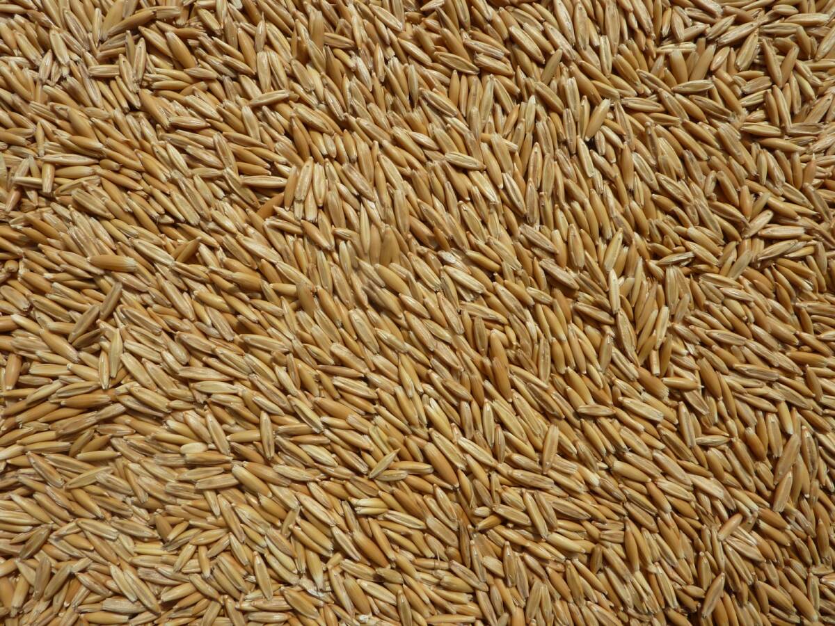 кожа имеется . пшеница 500g