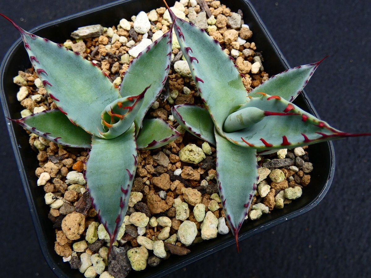 屈原の舞扇◆根あり２頭セット◆ Agave palmeri ssp. palmeri Kutsugen no Maiougi アガベ 国内育成_画像4