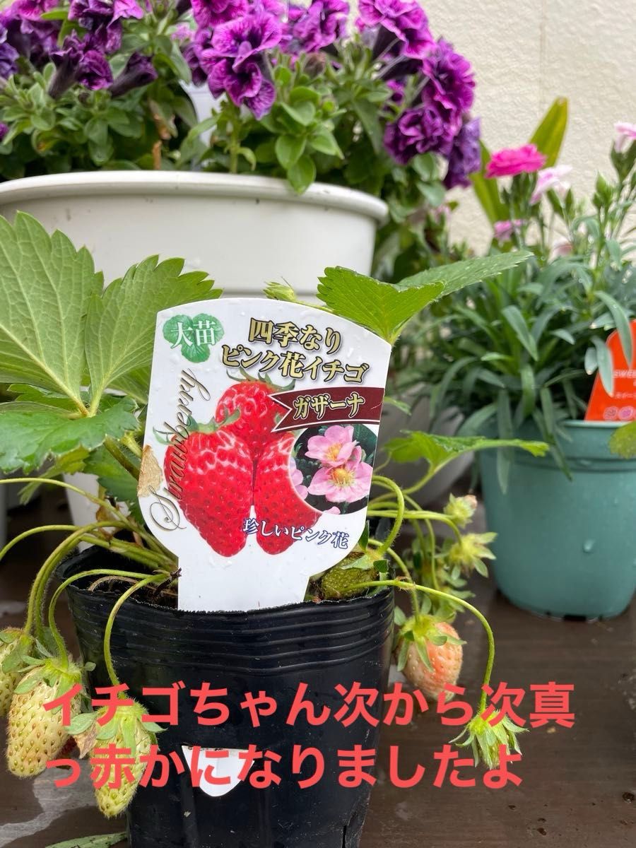イチゴ大苗四季なりピンク花ガザーナ3.5寸