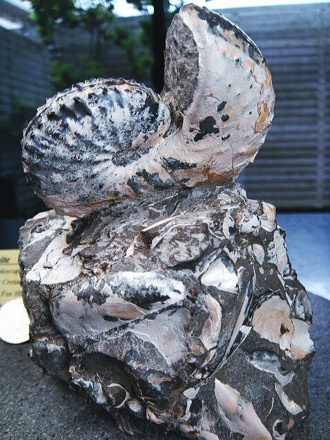  fossil Anne mo Night wart shape projection! Monotone color! top class! specimen mineral raw ore . stone .. stone interior objet d'art . stone suiseki st stone 