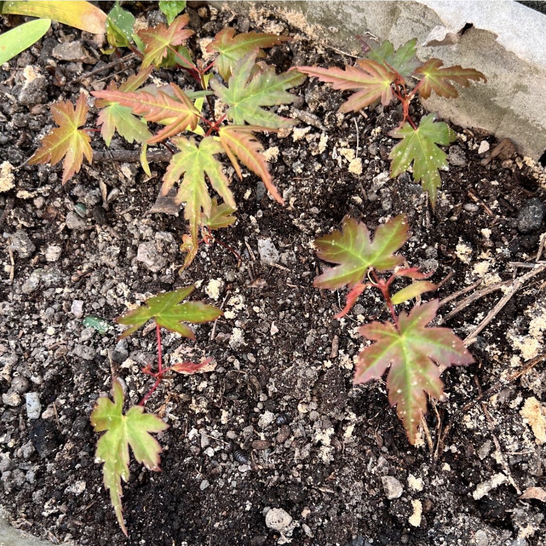  maple seedling (6ps.@)