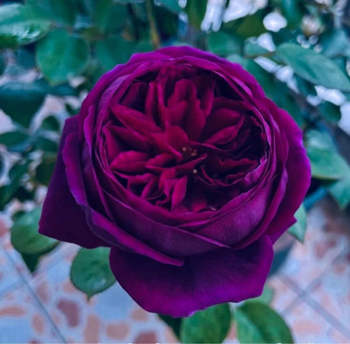 レアバラ苗  入手困難  黒赤紫  切り花品種