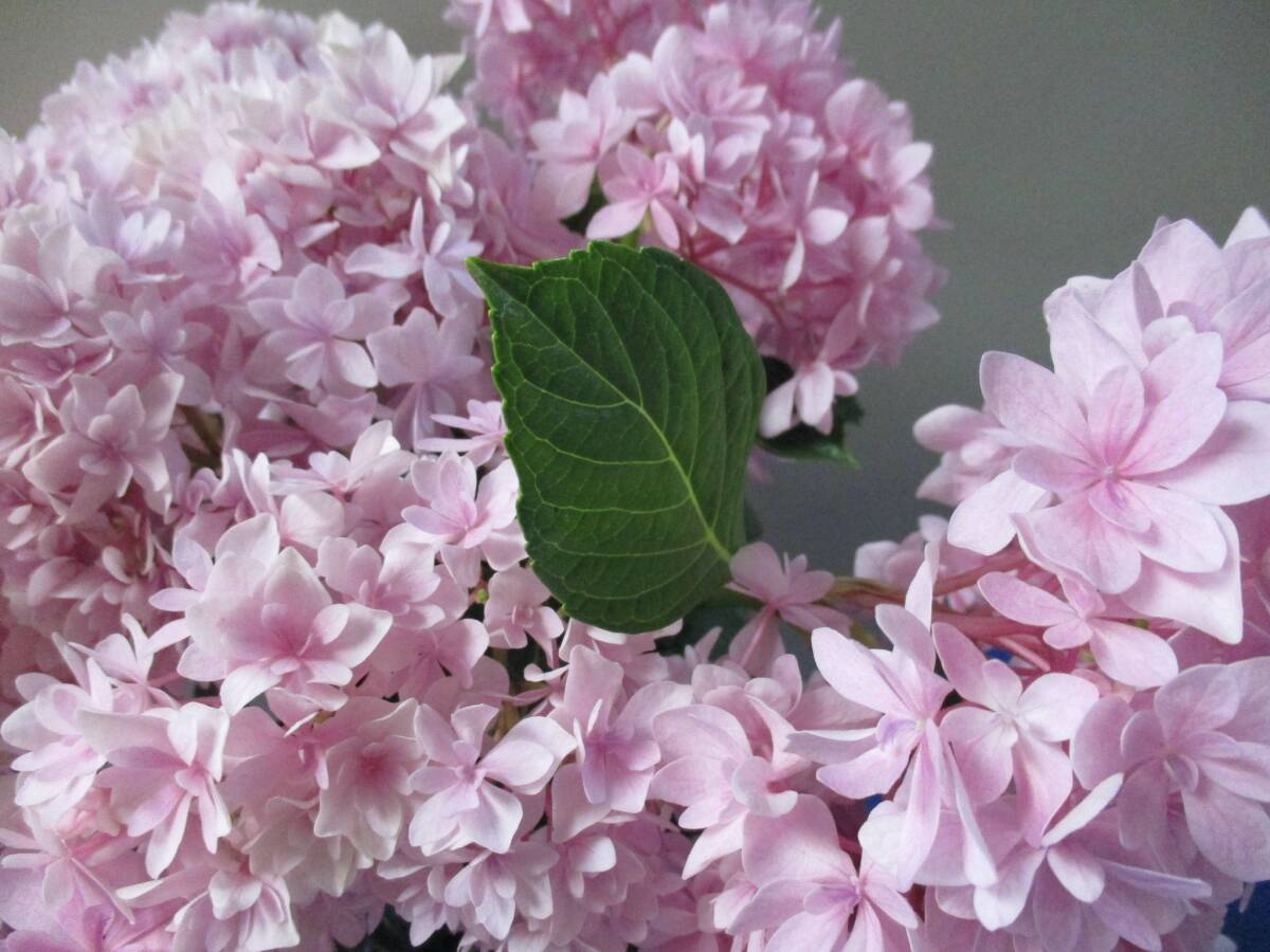 咲き進みカットあり☆彡人気アジサイ ★ 大栄花園 綺麗に満開  桜のころ５号 Dの画像3