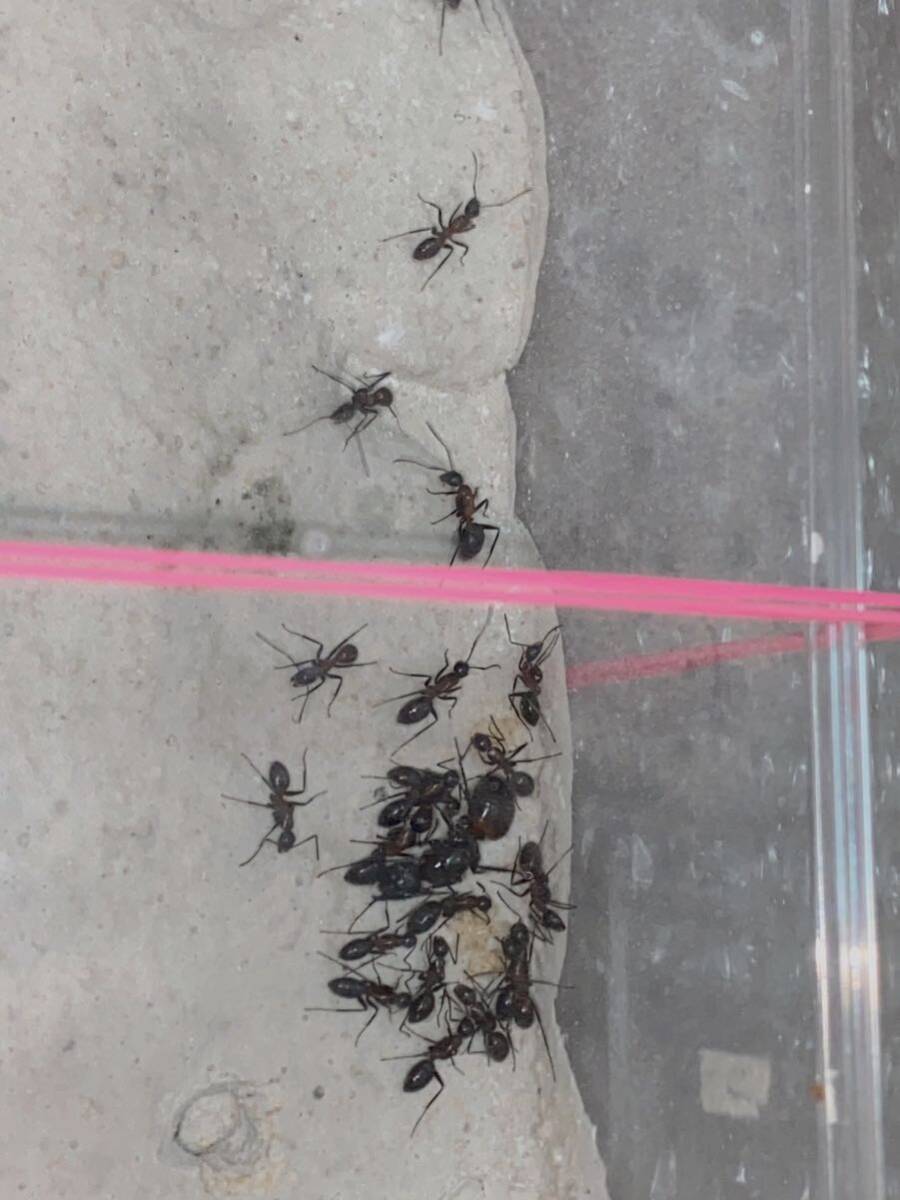 女王蟻　ムネアカオオアリ女王蟻一匹と働き蟻十五匹以上のコロニー　昆虫　虫　自由研究　プレゼント　ギフト_画像2