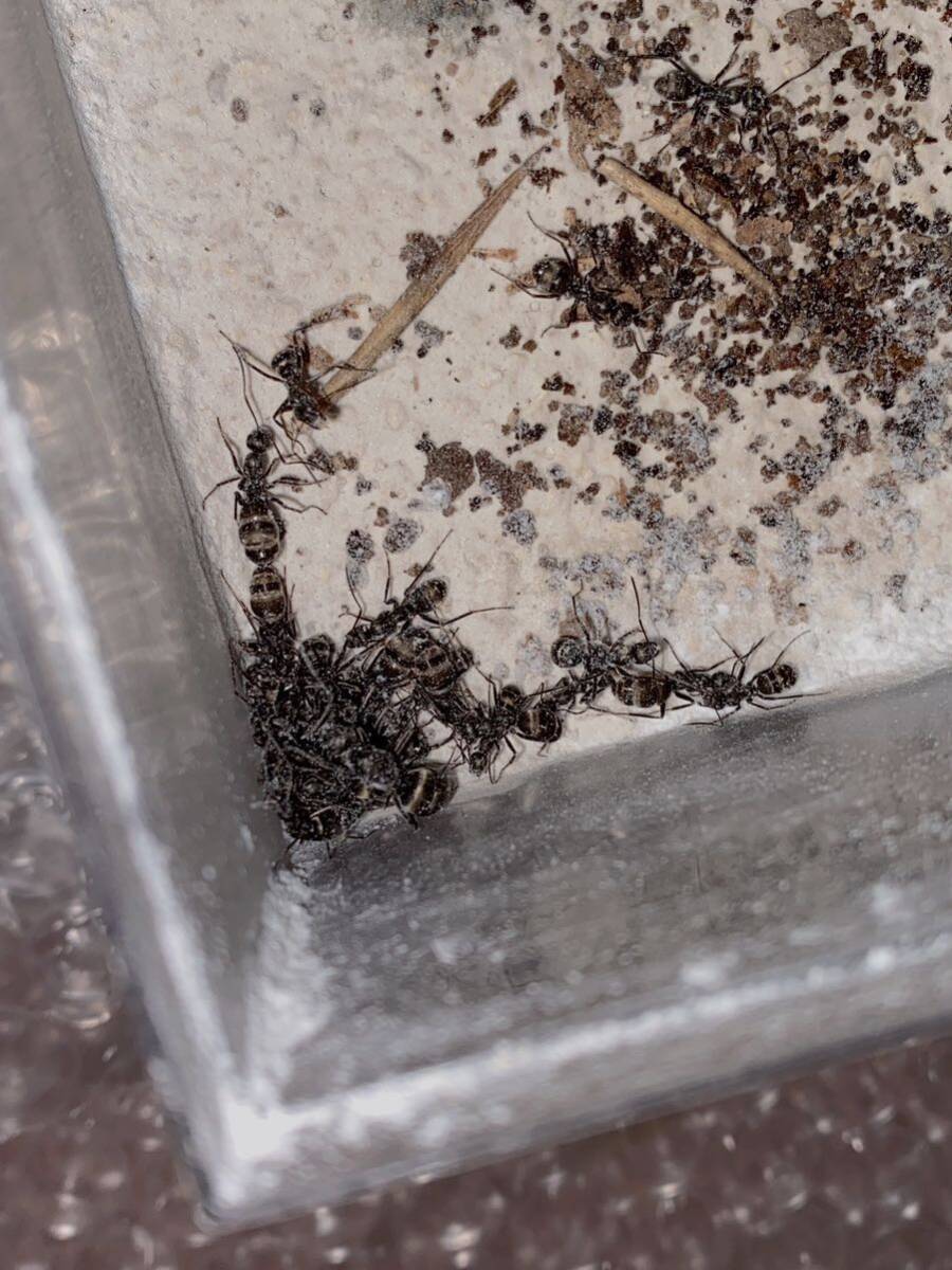 女王蟻　ハヤシクロヤマアリ女王蟻二匹と働き蟻五十匹以上のコロニー　自由研究　昆虫　虫　プレゼント　ギフト_画像2